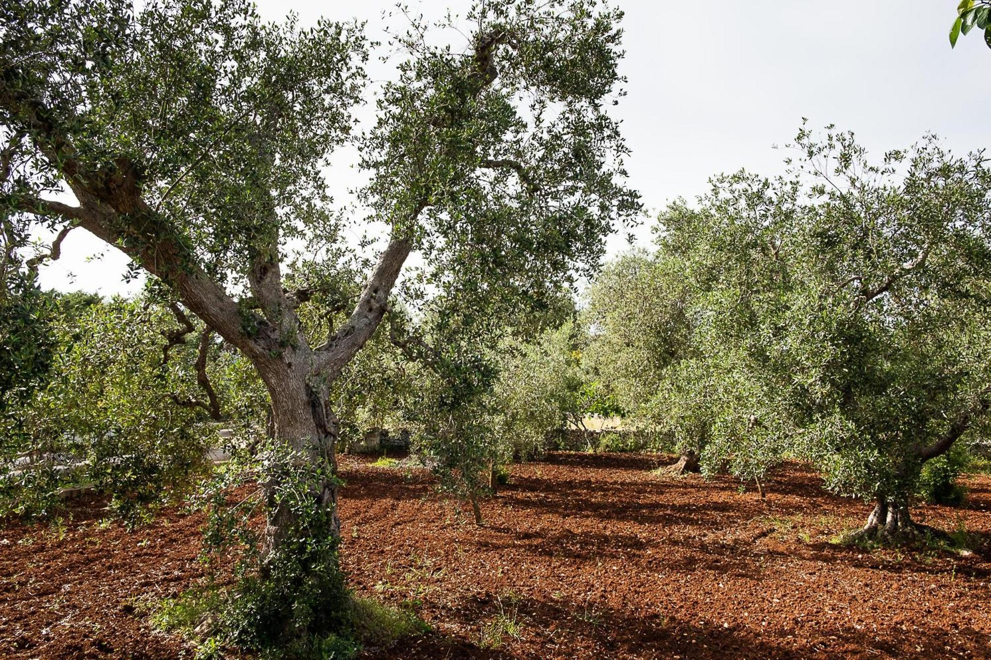 Villetta Da Zio Marcello Ostuni Bagian luar foto